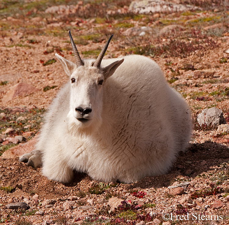 Mount Evans Mountain Goat