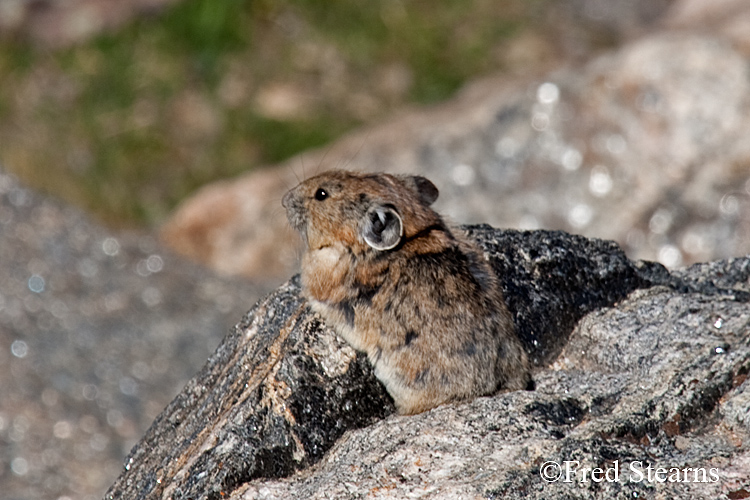 Rocky Mountain National Park Pika