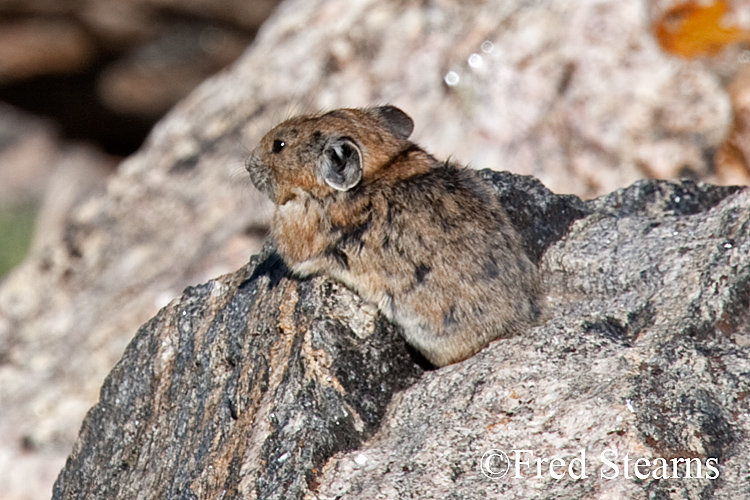 Rocky Mountain National Park Pika