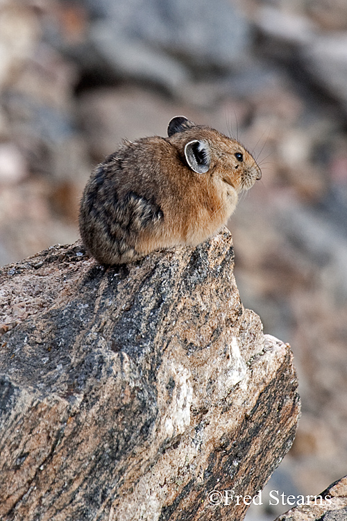 Rocky Mountain National Park Pika