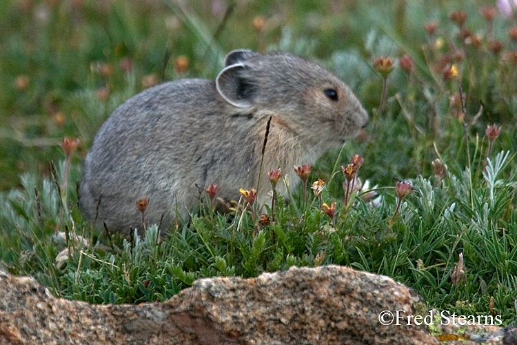 Rocky Mountain National Park Pika