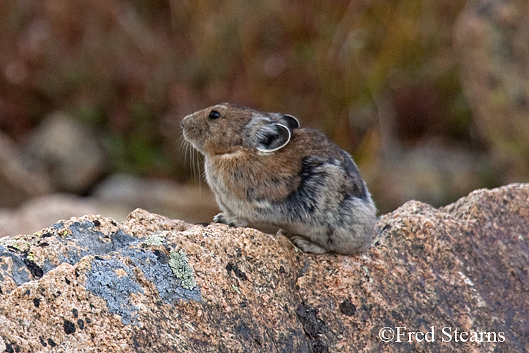 Rocky Mountain National Park Pika