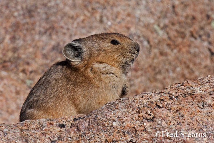 Rocky Mountain National Park Pika