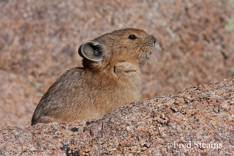 Rocky Mountain National Park Pika