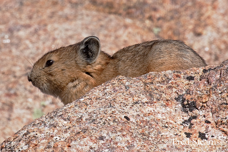 Rocky Mountain National Park Pika