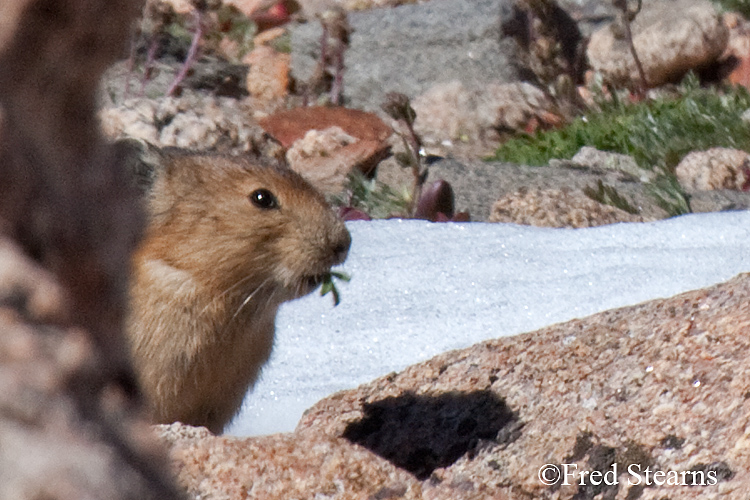 Rocky Mountain National Park Pika