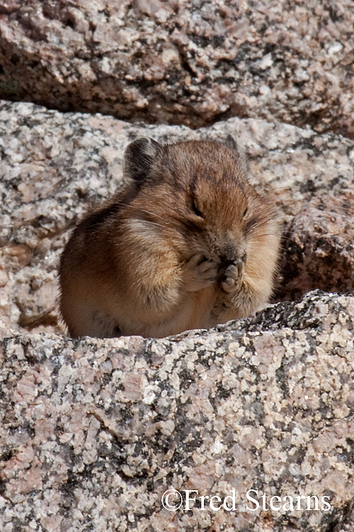 Rocky Mountain National Park Pika