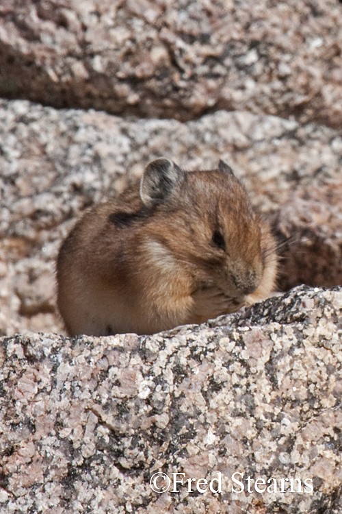 Rocky Mountain National Park Pika