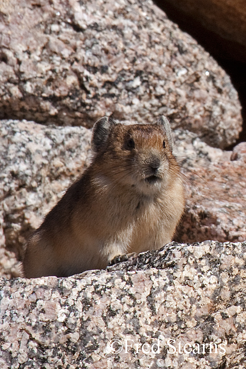 Rocky Mountain National Park Pika