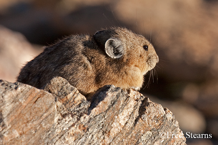 Rocky Mountain National Park Pika