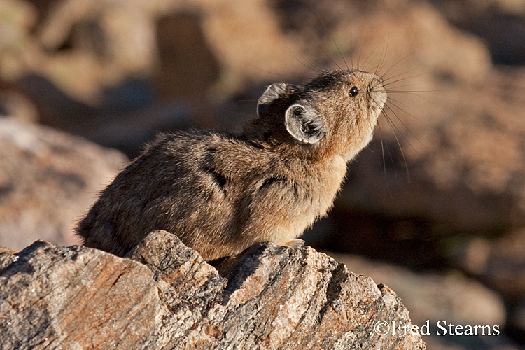 Rocky Mountain National Park Pika