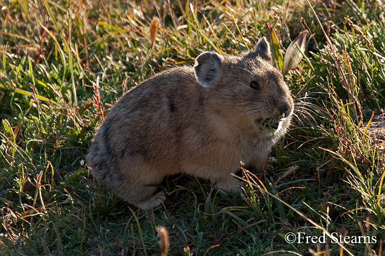 Rocky Mountain National Park Pika