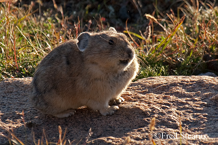 Rocky Mountain National Park Pika