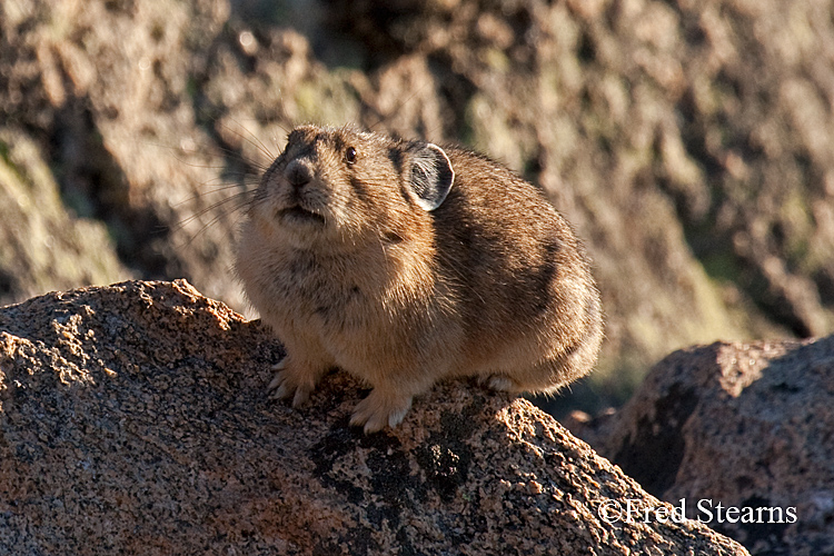 Rocky Mountain National Park Pika