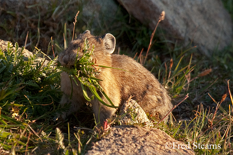 Rocky Mountain National Park Pika