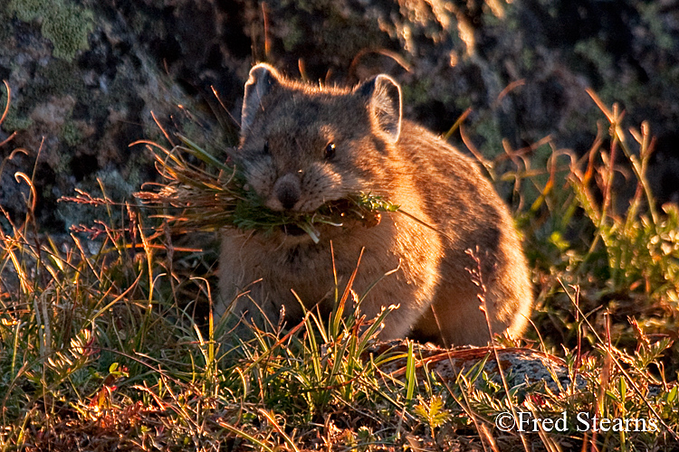 Rocky Mountain National Park Pika