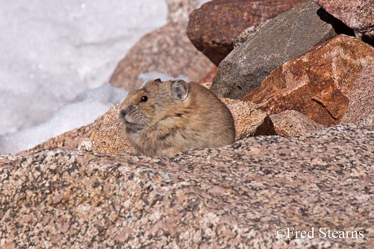 Arapaho National Forest Pika