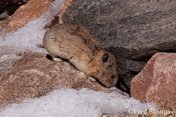 Arapaho National Forest Pika