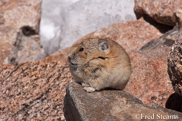 Arapaho National Forest Pika