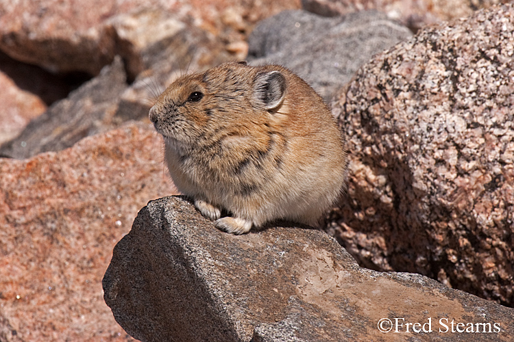 Arapaho National Forest Pika