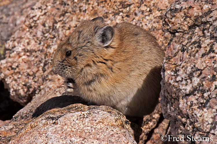 Arapaho National Forest Pika