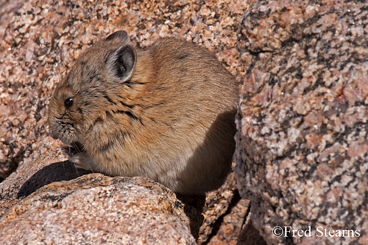 Arapaho National Forest Pika