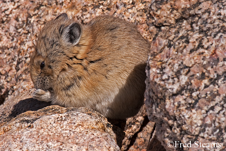 Arapaho National Forest Pika