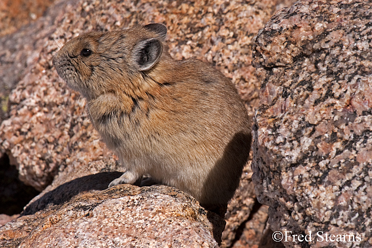 Arapaho National Forest Pika