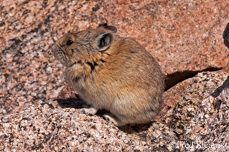 Arapaho National Forest Pika