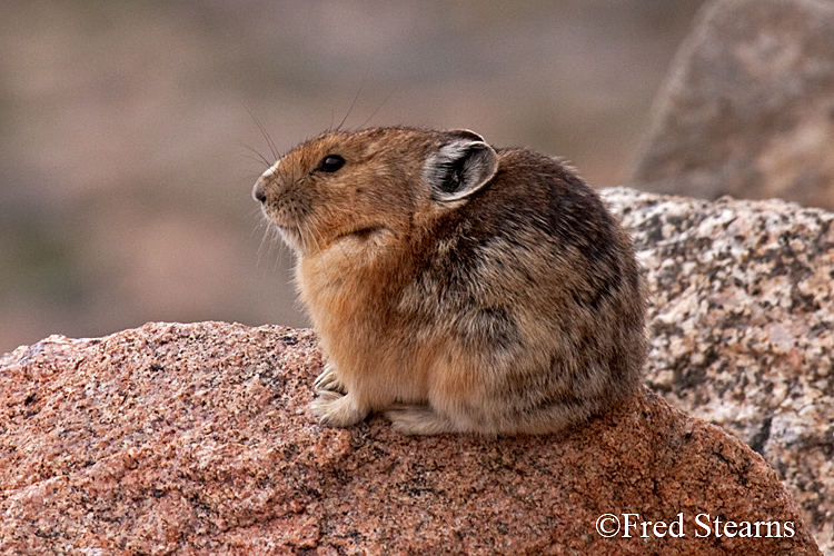 Arapaho National Forest Pika