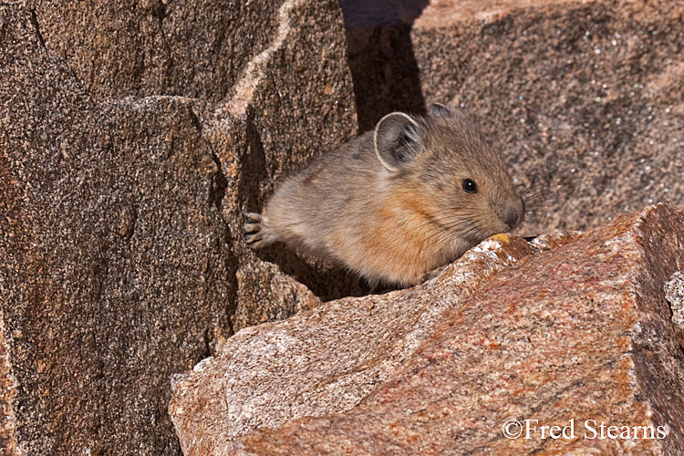 Arapaho National Forest Pika