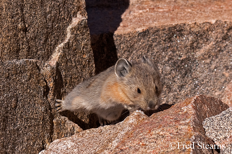 Arapaho National Forest Pika