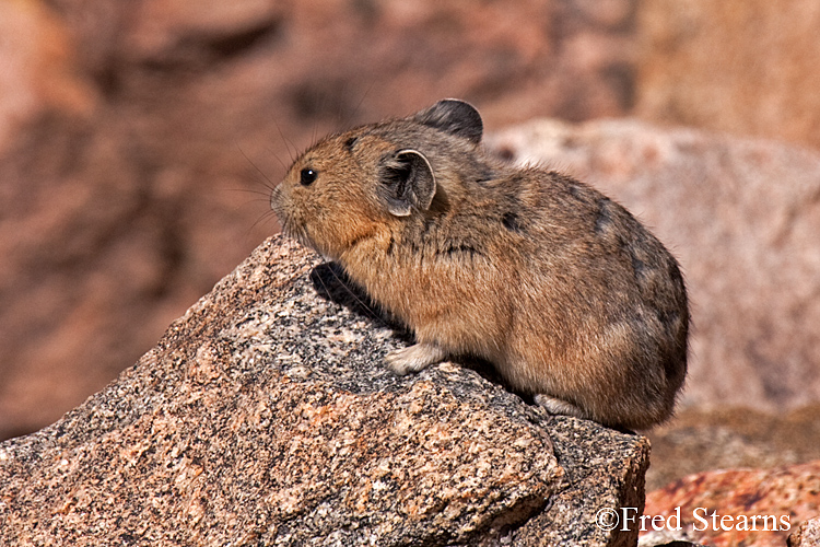 Arapaho National Forest Pika