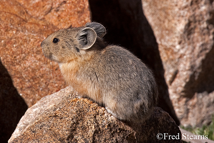 Arapaho National Forest Pika