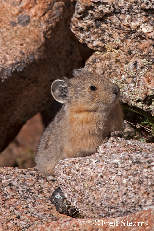 Arapaho National Forest Pika