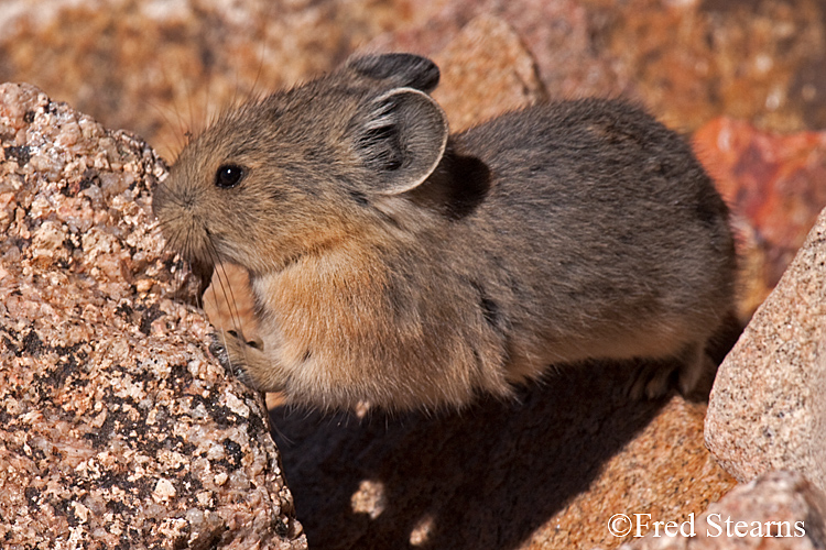 Arapaho National Forest Pika