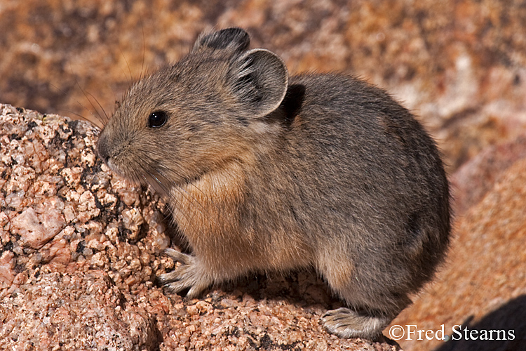 Arapaho National Forest Pika