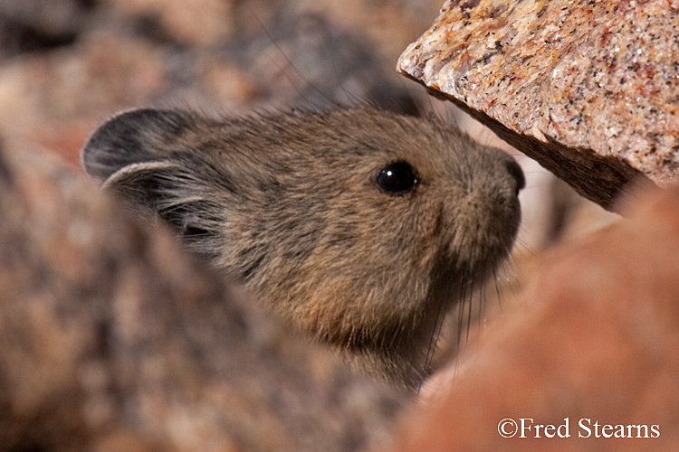 Arapaho National Forest Pika