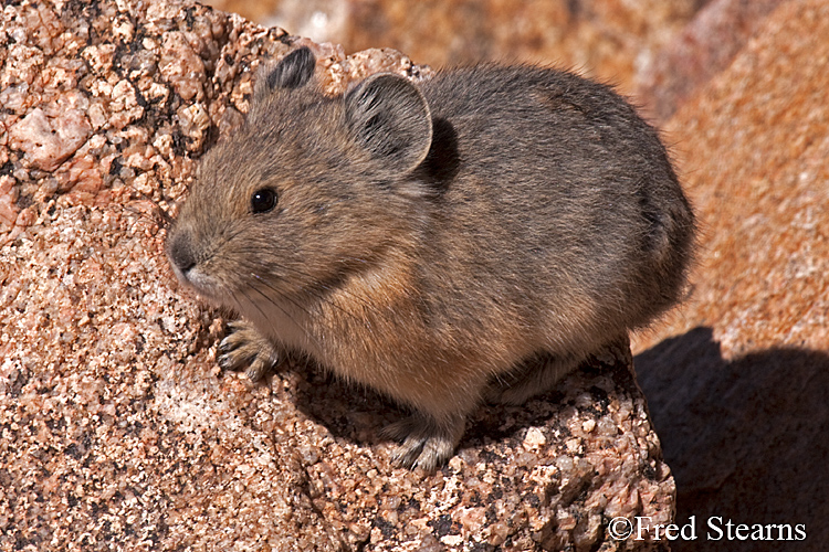 Arapaho National Forest Pika