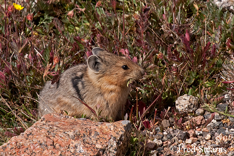 Arapaho National Forest Pika