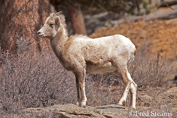 Rocky Mountain NP Big Horn Sheep width=