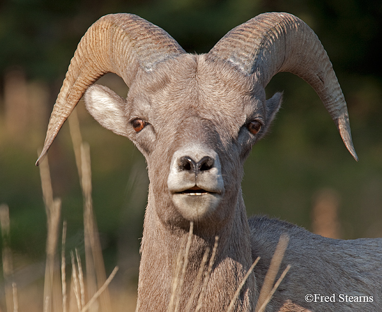 Yellowstone NP Calcite Springs Big Horn Sheep width=