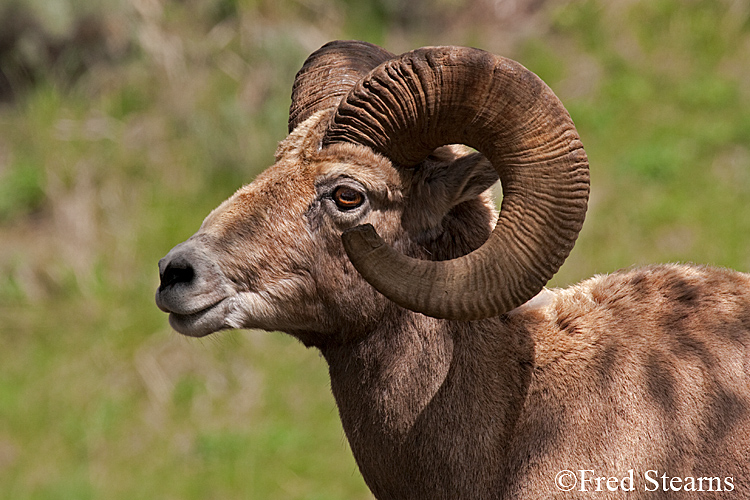 Yellowstone NP amar Valley Big Horn Sheep