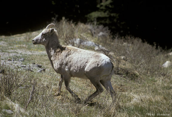 Guanella Pass Big Horn Sheep