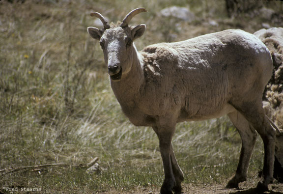 Guanella Pass Big Horn Sheep