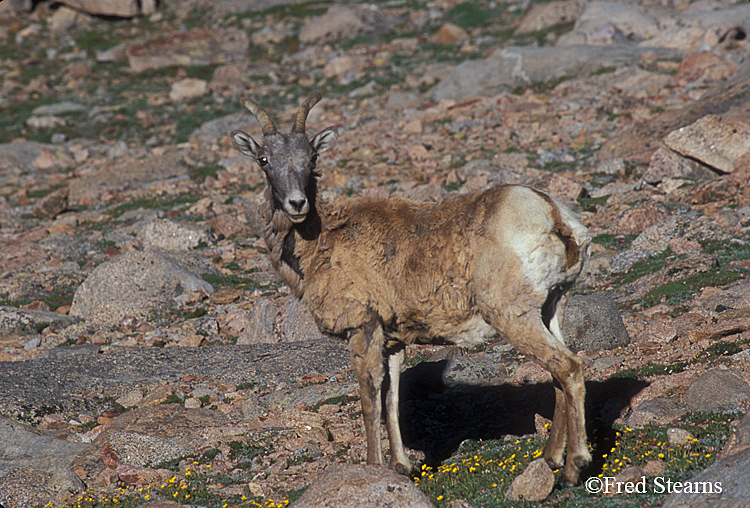 Mount Evans Big Horn Sheep