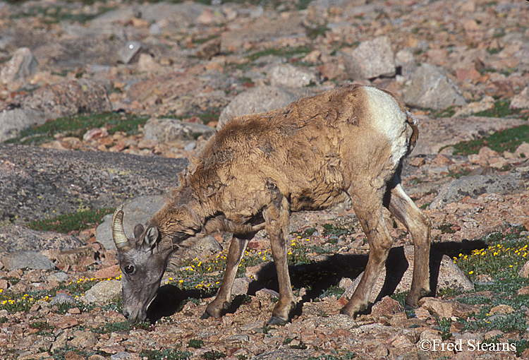 Mount Evans Big Horn Sheep