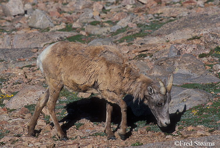 Big Horn Sheep Photo