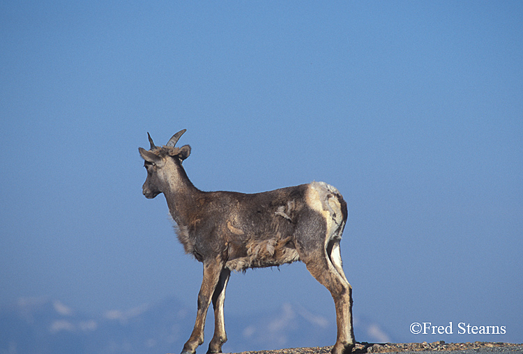 Mount Evans Big Horn Sheep