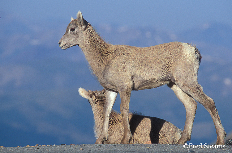 Mount Evans Big Horn Sheep